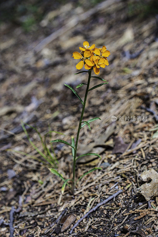 头状Erysimum capitatum是一种墙花，通常被称为沙丘墙花，西部墙花，或草原火箭。头状Erysimum capitatum变种头状。加州约塞米蒂国家公园。